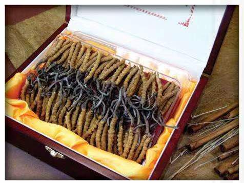 长安镇冬虫夏草回收